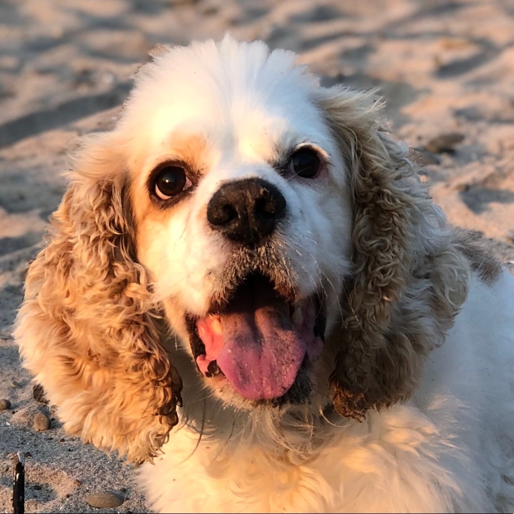 Meet your Posher, Annie